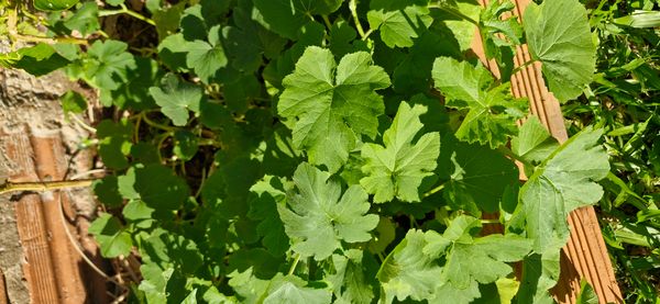Identificação da planta Chila por foto
