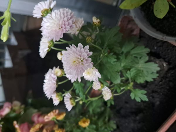 Identificação da planta Crisântemo por foto