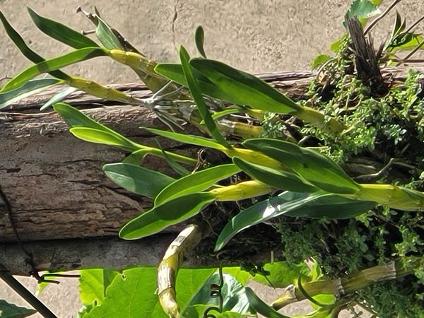 Identificação da planta Orquídea-trombeta por foto