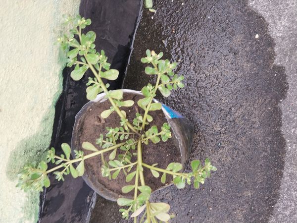 Identificação da planta Portulaca por foto