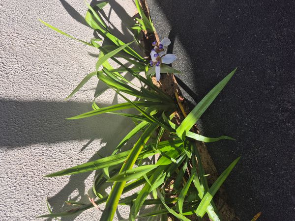 Identificação da planta Lírio Borboleta por foto