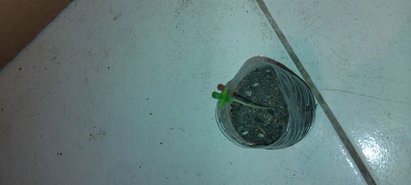 Identificação da planta Onze Horas por foto