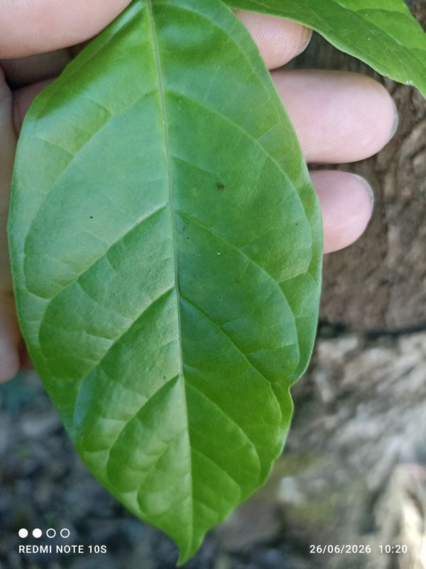 Identificação da planta Bacuri-sororoca por foto