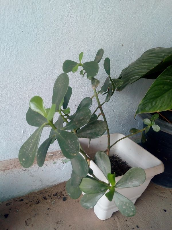 Identificação da planta Abaneiro por foto