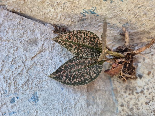 Identificação da planta Figueira por foto