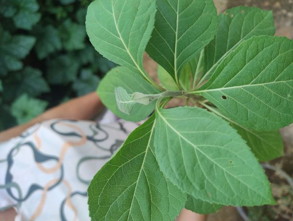 Identificação da planta BOLDO DO CHILE por foto