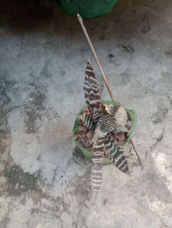 Identificação da planta Língua-de-serpente por foto