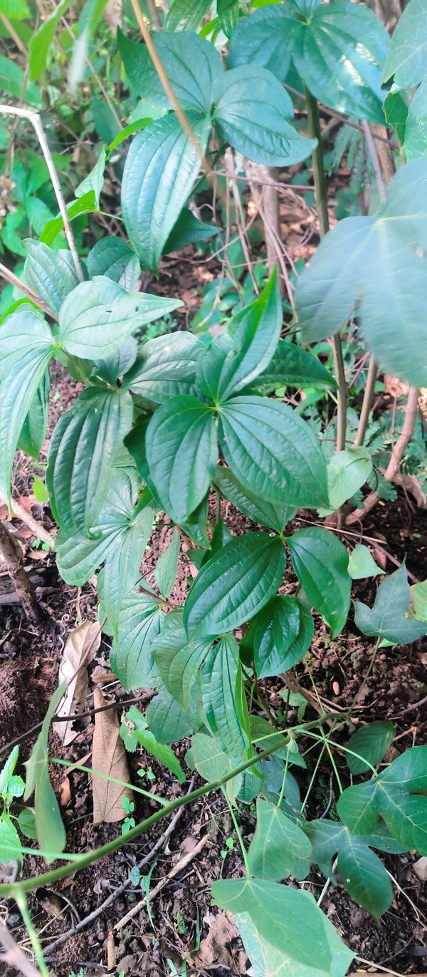 Identificação da planta Inhame por foto