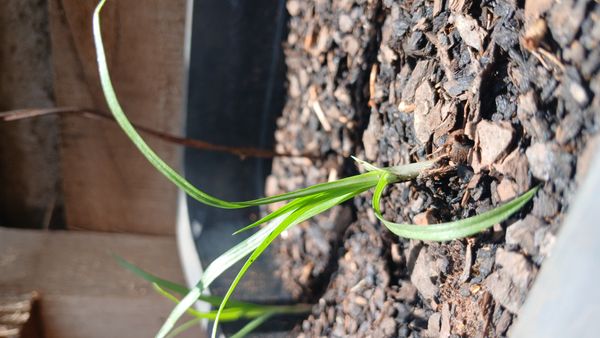 Identificação da planta Tiririca por foto
