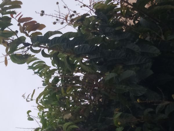 Identificação da planta Resedá-flor-da-rainha por foto