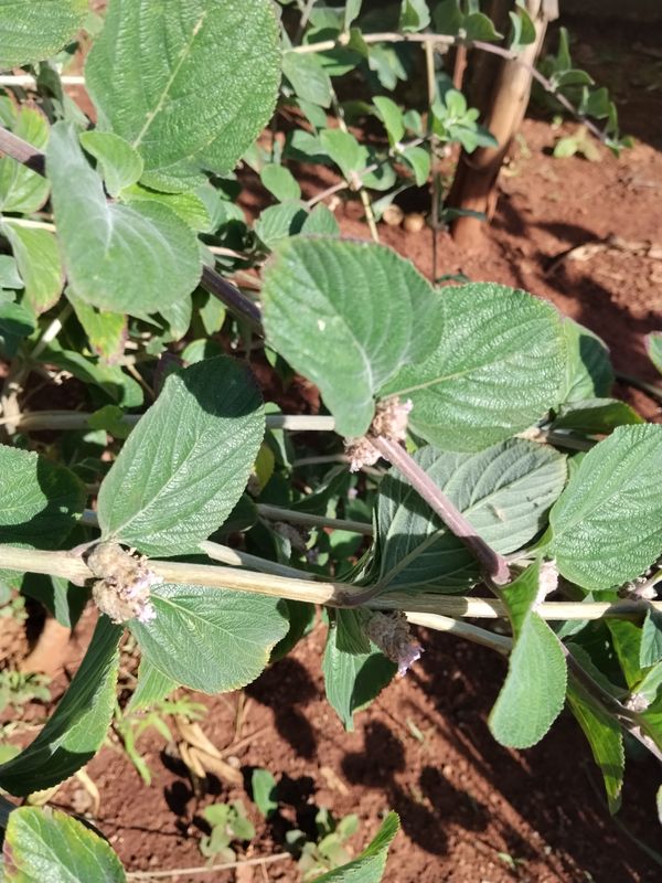 Identificação da planta Cidreira por foto