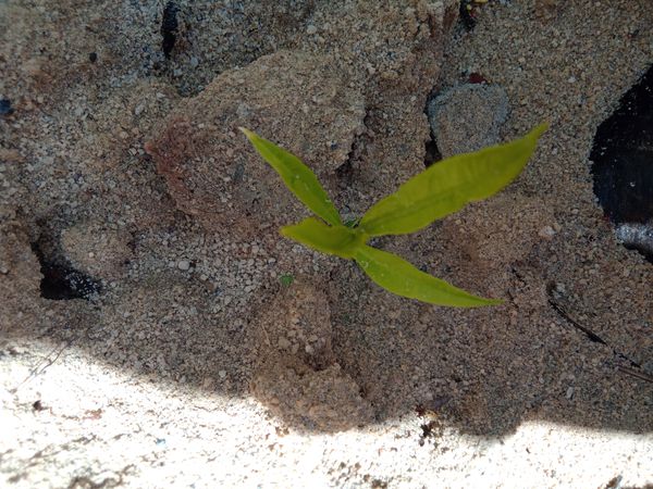 Identificação da planta Lúcia-lima por foto