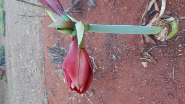 Identificação da planta Amarílis por foto