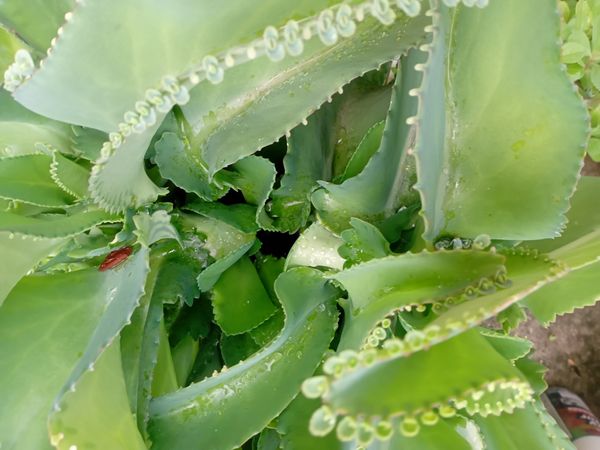 Identificação da planta Aranto por foto