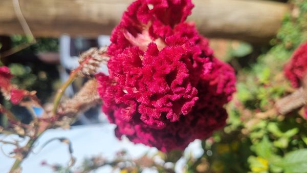 Identificação da planta Crista-de-galo por foto