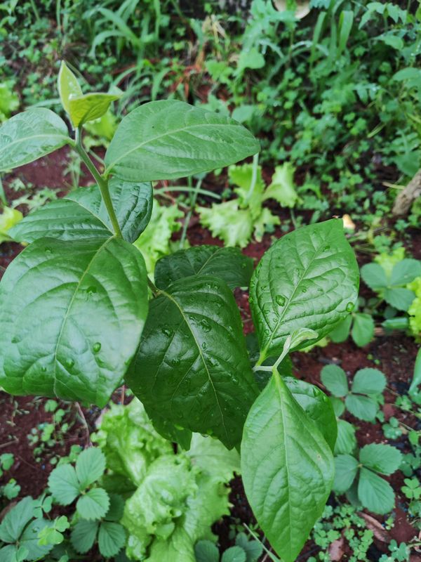 Identificação da planta Caqui por foto