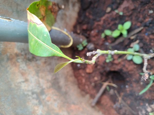 Identificação da planta Manga por foto