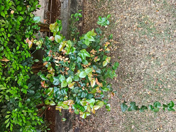 Identificação da planta Pitanga por foto