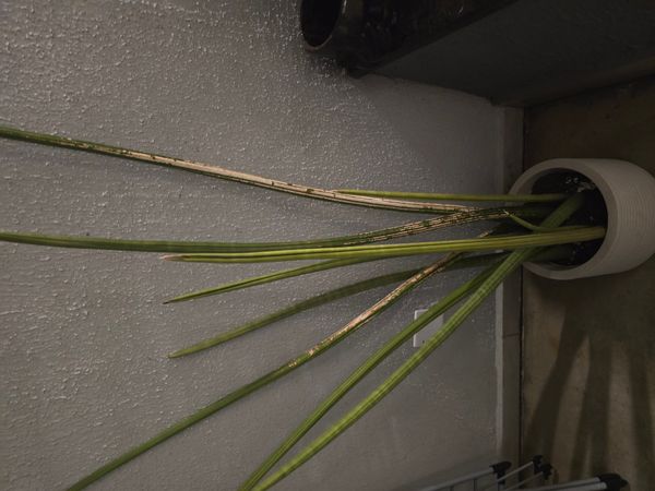 Identificação da planta Lança de São Jorge por foto