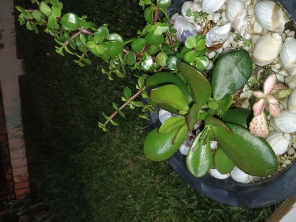 Identificação da planta Echeveria pallida por foto