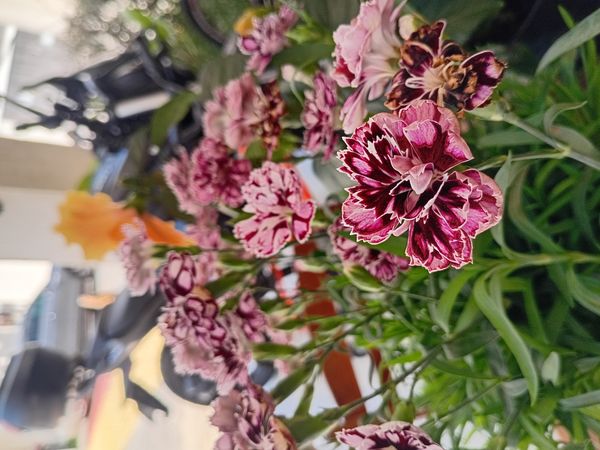 Identificação da planta Cravo por foto