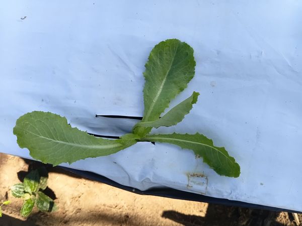 Identificação da planta Alface-brava por foto
