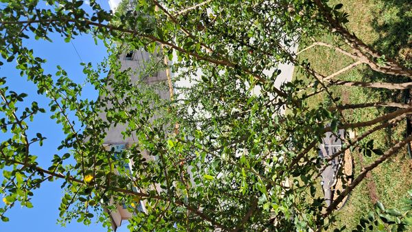 Identificação da planta Acerola por foto