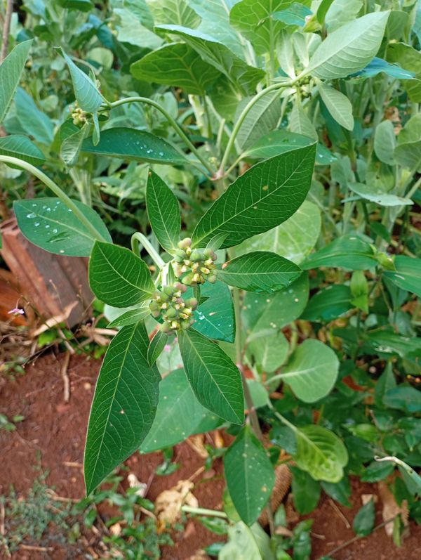 Identificação da planta Leiteira por foto