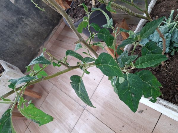 Identificação da planta Jilo por foto