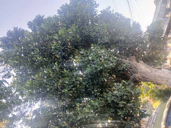 Identificação da planta Jaca por foto