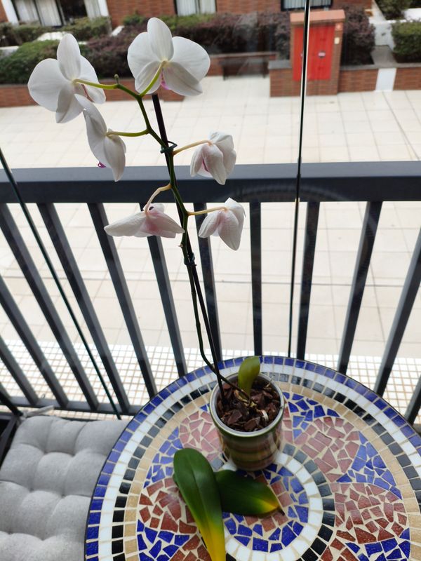 Identificação da planta Orquídea-Phalaenopsis por foto