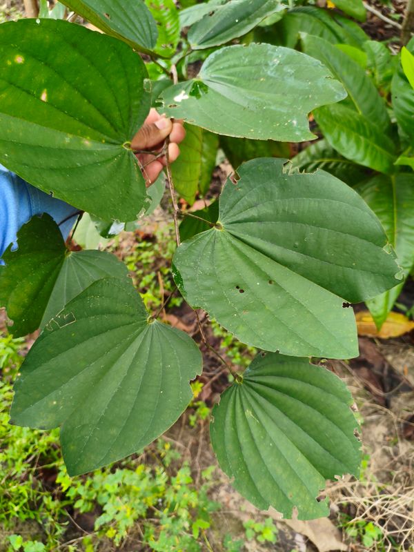 Identificação da planta Pata de vaca por foto