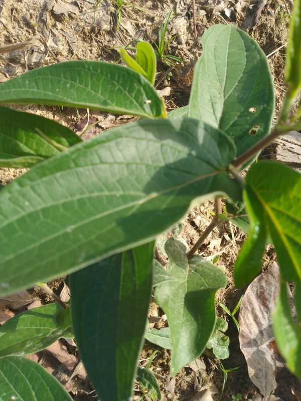 Identificação da planta Jaborandi-falso por foto