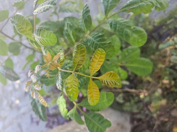 Identificação da planta Aroeira por foto