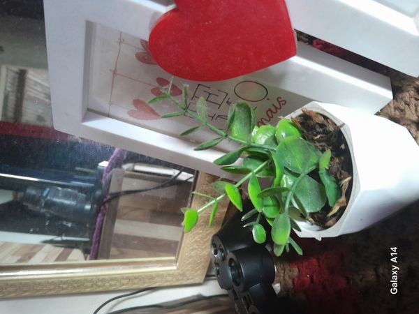 Identificação da planta Planta-jade por foto