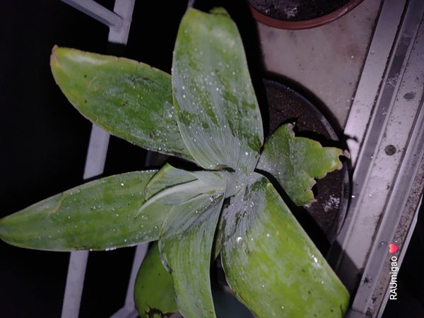 Identificação da planta Agave-dragão por foto