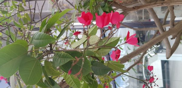 Identificação da planta Pinhão-bravo por foto