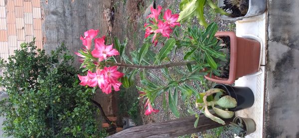 Identificação da planta Rosa-do-deserto por foto