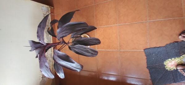 Identificação da planta Dracena por foto