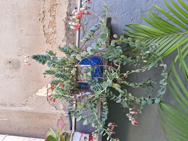 Identificação da planta Calanchoê por foto