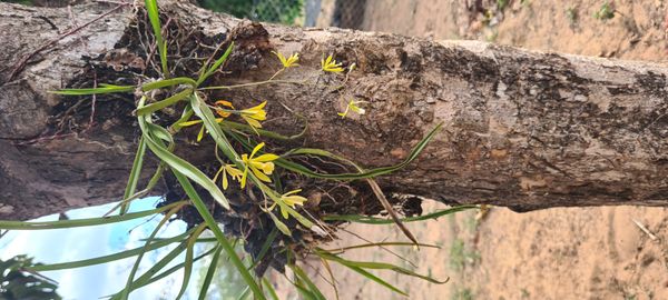 Identificação da planta Orquídea-borboleta por foto