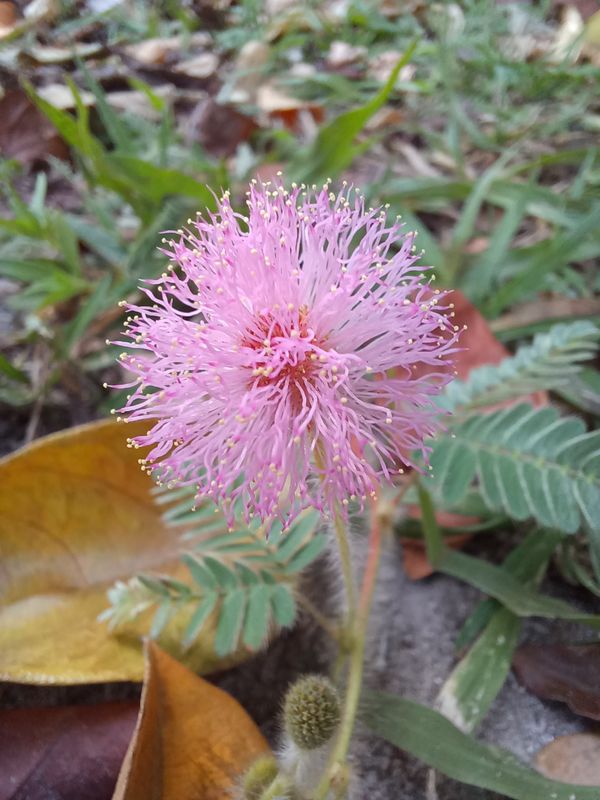 Identificação da planta Dormideira por foto