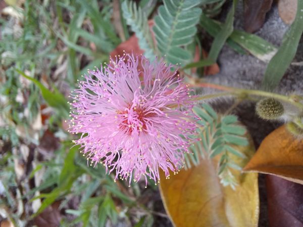 Identificação da planta Dormideira por foto