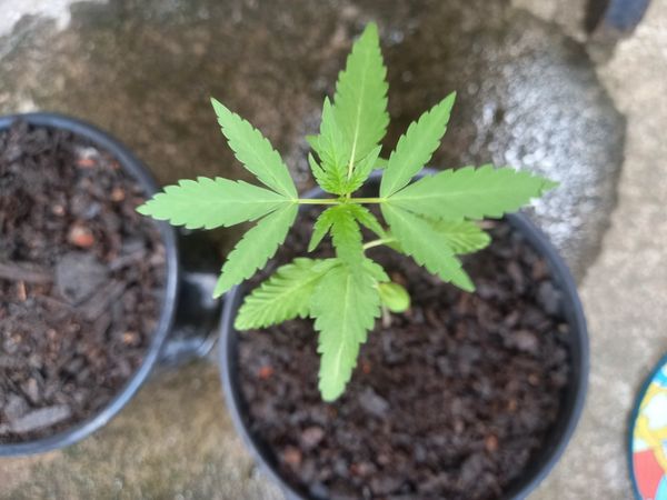 Identificação da planta Maconha por foto