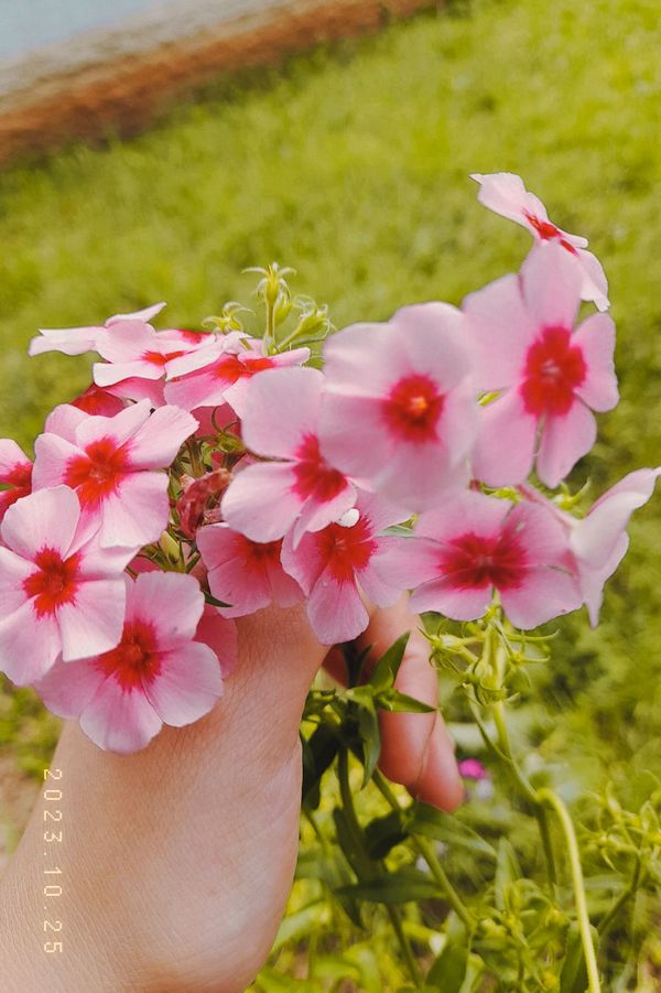Identificação da planta Flores-de-Drummond por foto