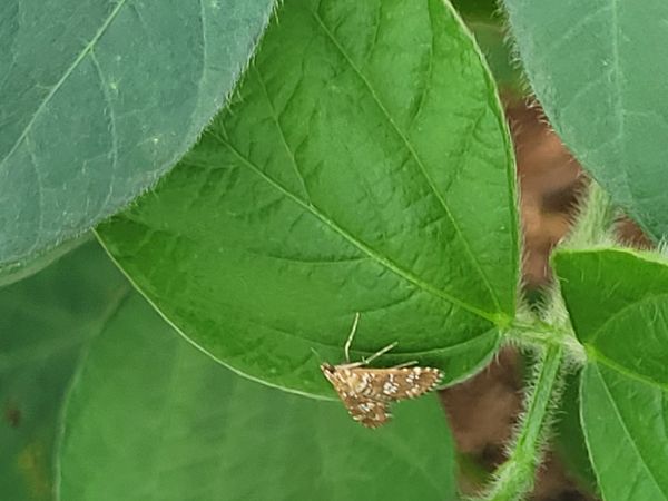 Identificação da planta Soja por foto