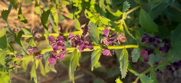 Identificação da planta Angelônia por foto