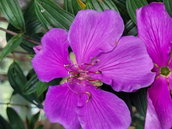 Identificação da planta Manacá da serra por foto