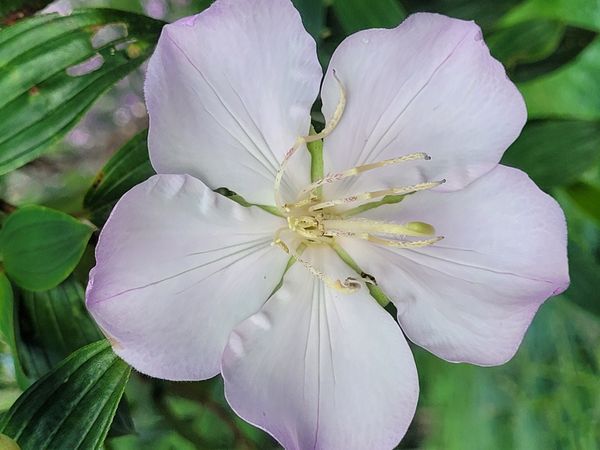 Identificação da planta Manacá da serra por foto