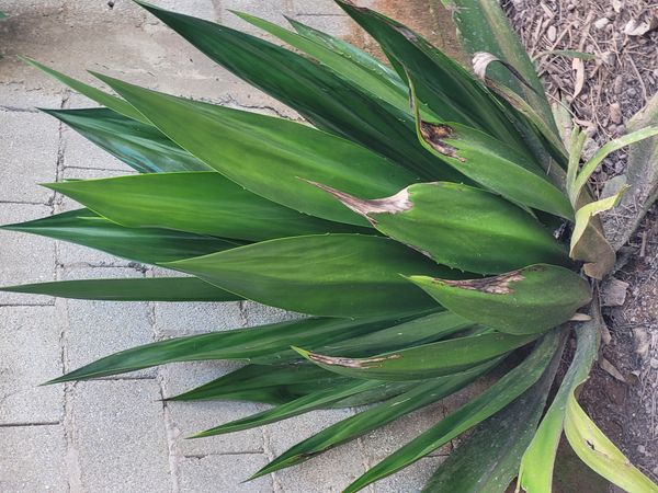 Identificação da planta Pita por foto